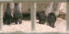 Klippspringerfüße (Zoo Frankfurt)