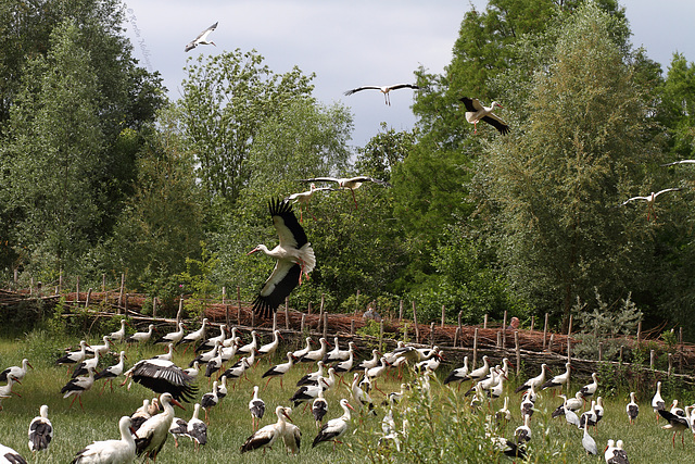 Störche auf der Weide (NaturZoo Rheine)