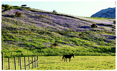 Bluebells