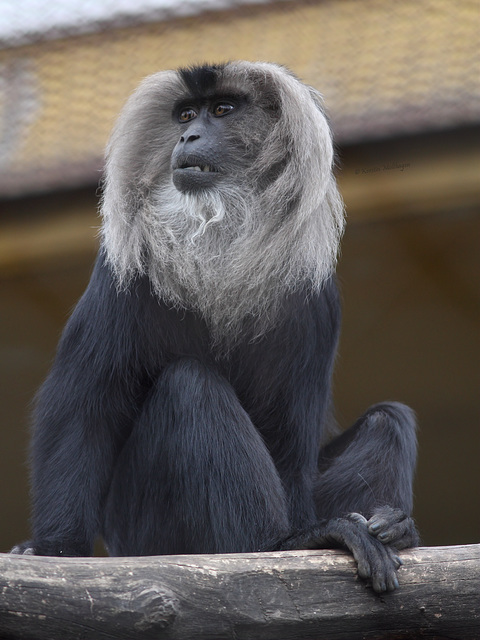 Bartaffe (NaturZoo Rheine)