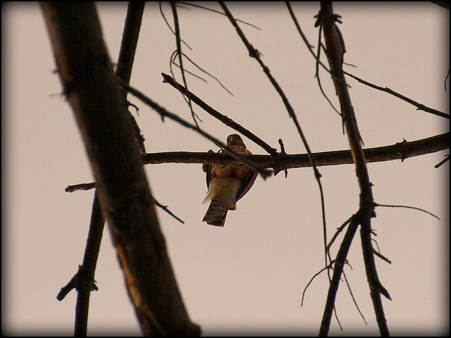 downward glancing hawk