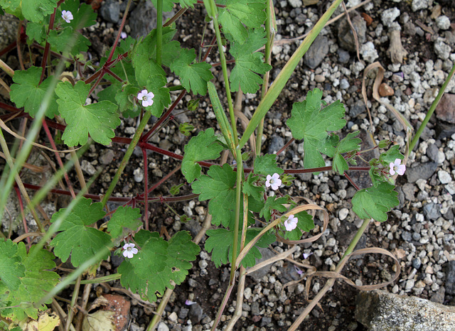 Geranium rotundifolium (2)