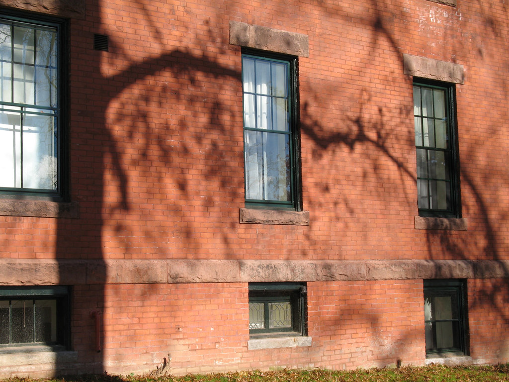 Tree Casts Its Shadow