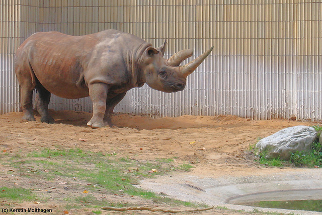 Spitzmaulnashornkuh Tsororo (Zoo Frankfurt)