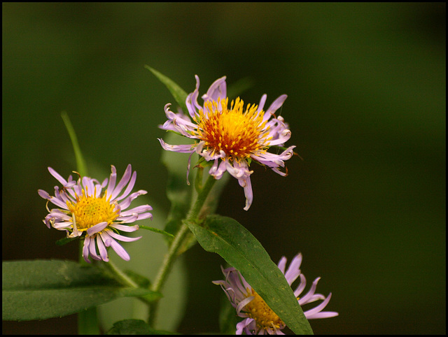 last of the summer wildflowers