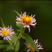 last of the summer wildflowers