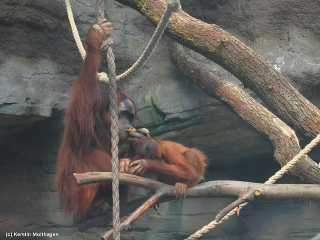 Orang-Utans beim Essen (Zoo Frankfurt)