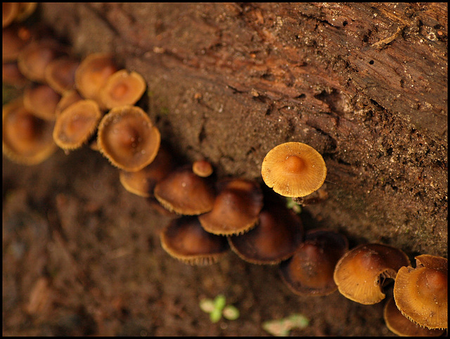 the mushroom colony