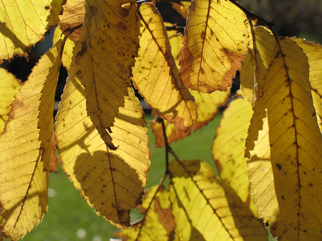 Autumn Light