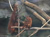 Orang-Utans beim Essen (Zoo Frankfurt)