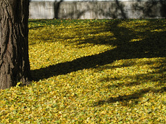 Ginko Carpet