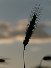 Abend über dem Weizenfeld