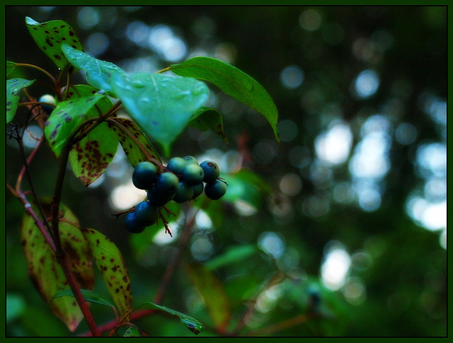 swamp berries