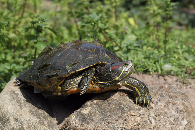 Schildkröte (NaturZoo Rheine)