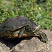 Schildkröte (NaturZoo Rheine)
