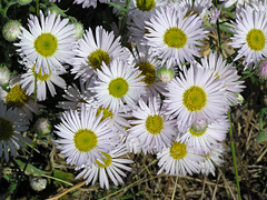 Tufted Fleabane