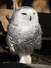 Snowy Owl