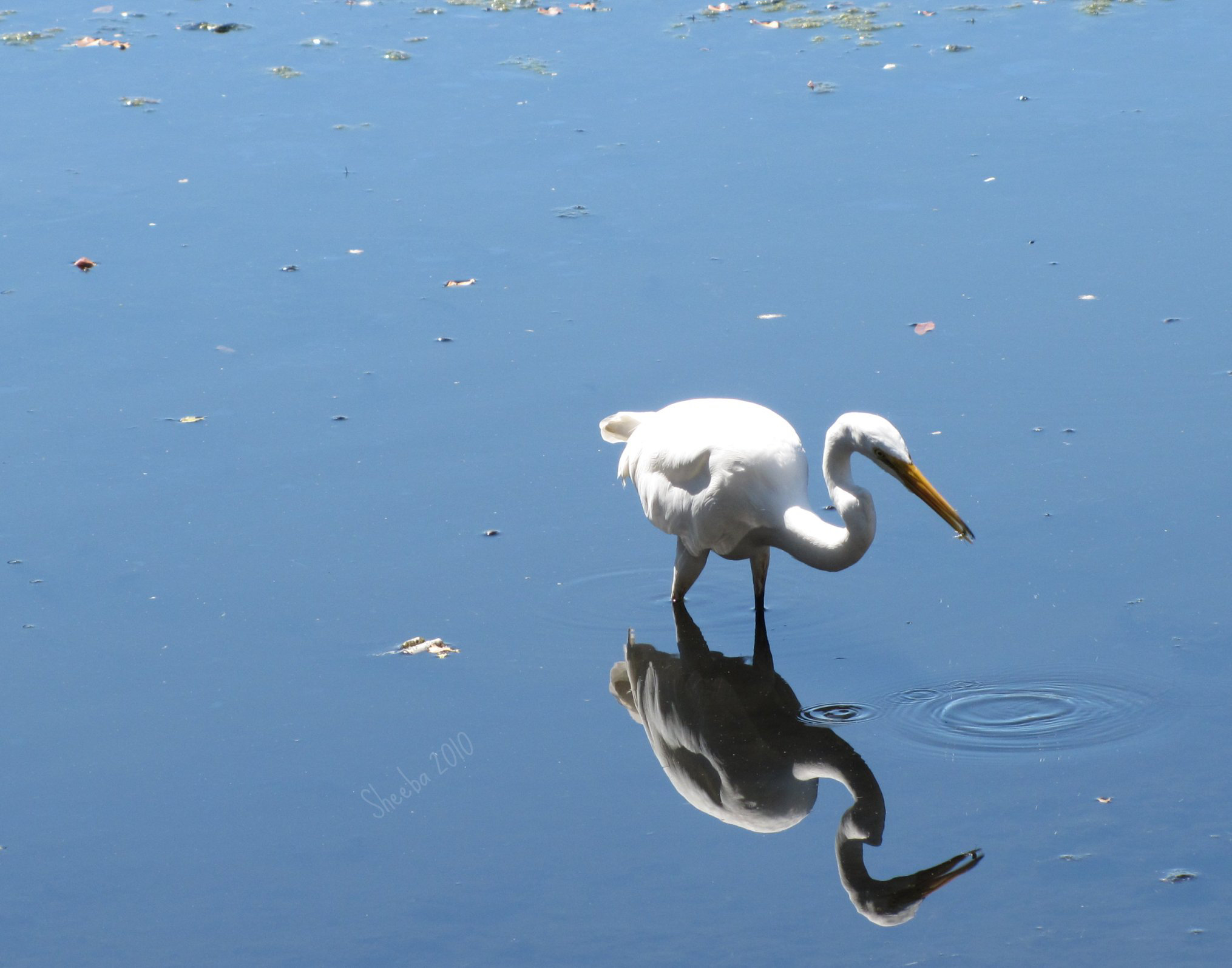 Ripples in the mirror ..