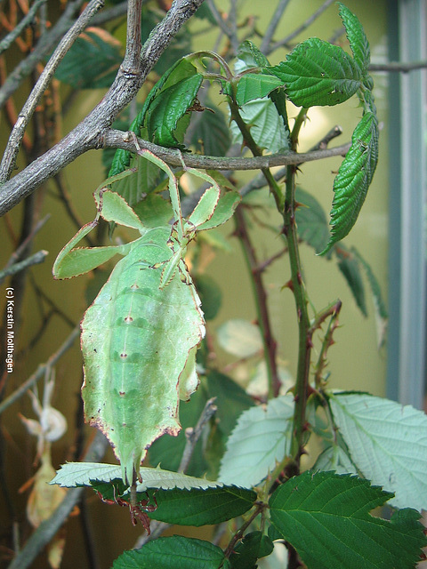 Wandelndes Blatt (Zoo Frankfurt)