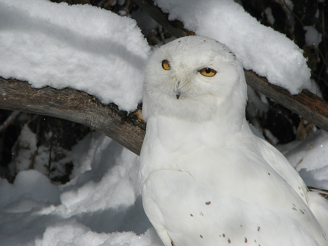 Snowy Owl