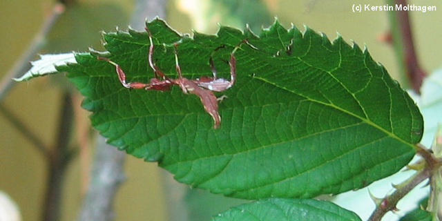 Wandelndes Blatt (Zoo Frankfurt)