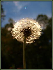 ~make a wish~