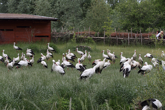 Störche auf der Weide (NaturZoo Rheine)