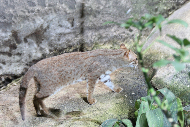 Rostkatze (Zoo Frankfurt)