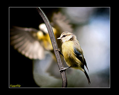 Blue Tit