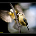 Blue Tit