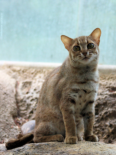 Rostkatze (Zoo Frankfurt)