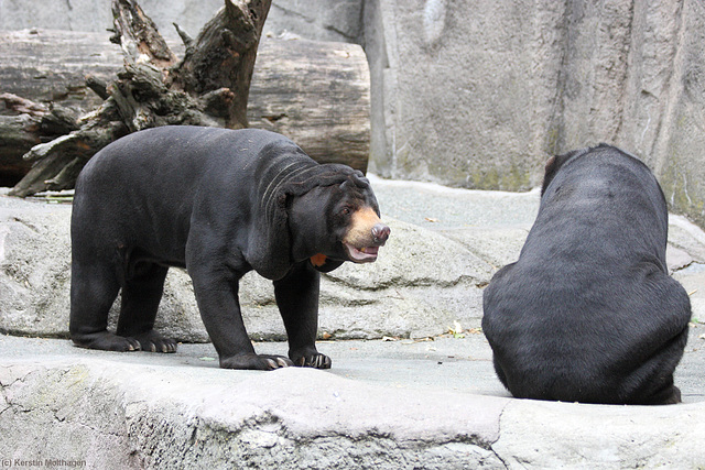 Malaienbären (Zoo Frankfurt)