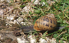 Garden Snail