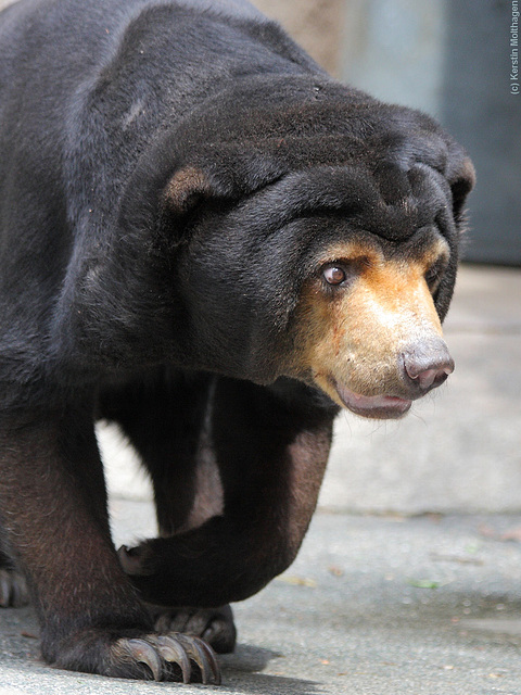 Malaienbär (Zoo Frankfurt)