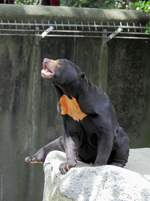 Malaienbär (Zoo Frankfurt)