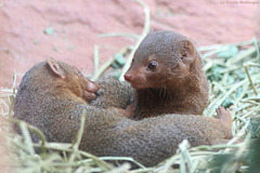 Zwergmangusten (Zoo Frankfurt)