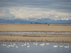 Tundra Swans