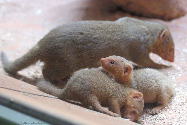 Zwergmangusten (Zoo Frankfurt)