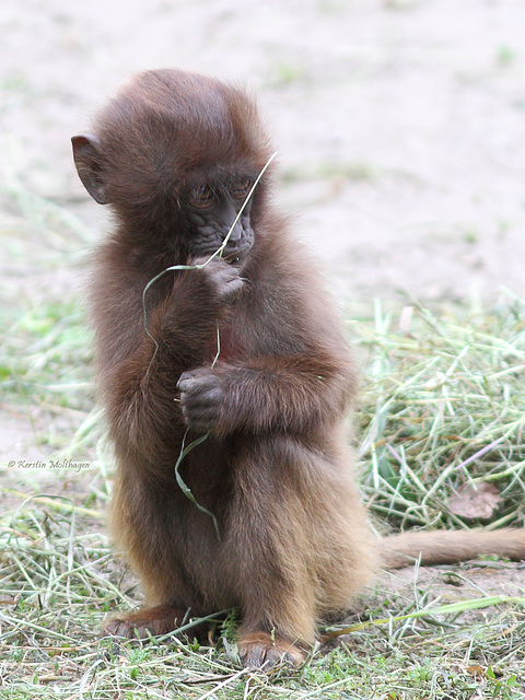 Noch ein süßes Knöpfchen (NaturZoo Rheine)