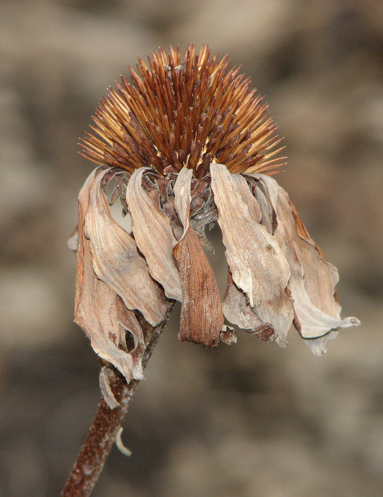 Echinacea