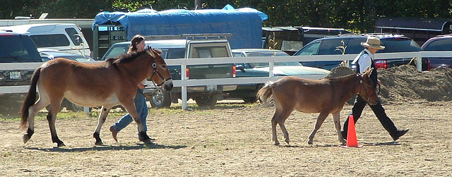 Flea (on the right) - Rochester Fair, 2004