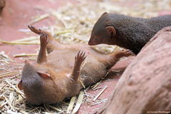 Zwergmangusten (Zoo Frankfurt)