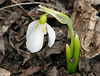 My first Snowdrop in 25 years