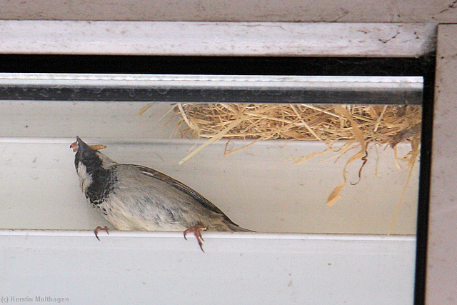 What Bird in Yonder Window Lives?  (Frankfurt)