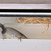 What Bird in Yonder Window Lives?  (Frankfurt)