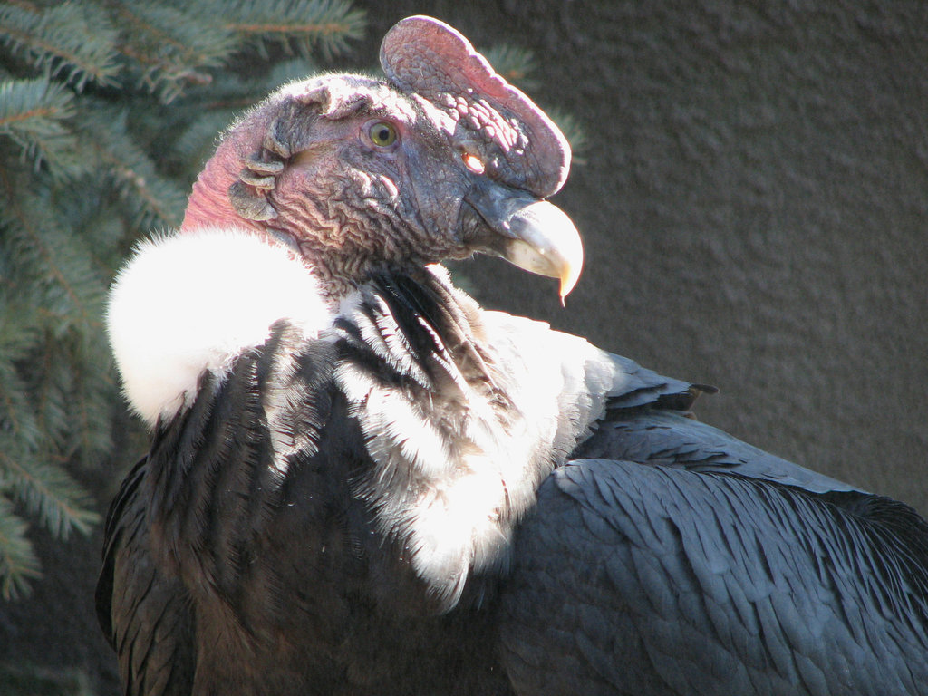 Hen-pecked