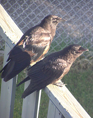 Young Crows