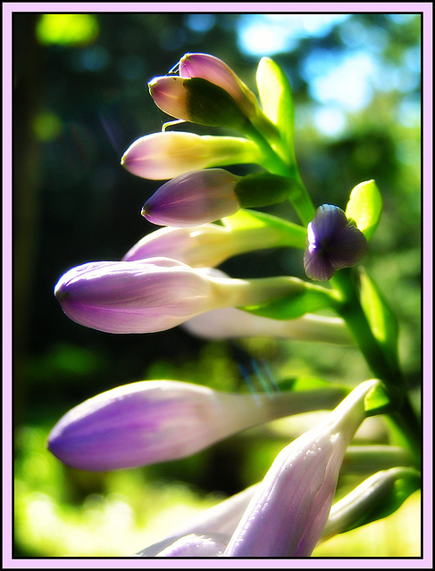 hosta heaven