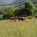 Vaches Limousines au pré