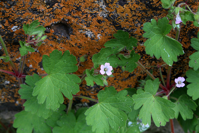 Geranium rotundifolium (3)